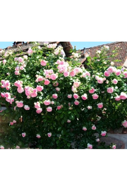 Плетиста троянда Пєр-де-ронсар